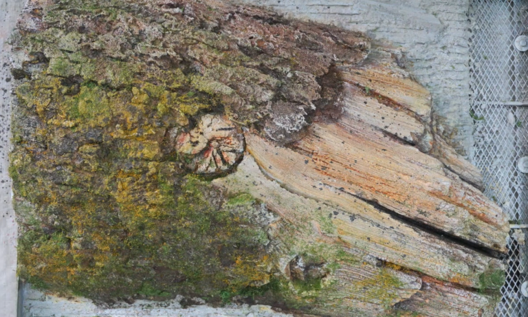 A rough, moss-covered tree trunk section with a knot and textured background.