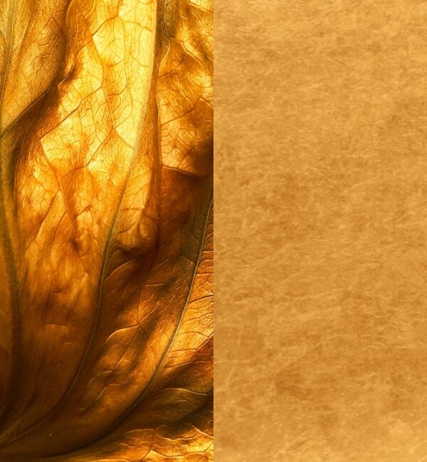Close-up of a golden, textured leaf with visible veins next to a textured golden background.