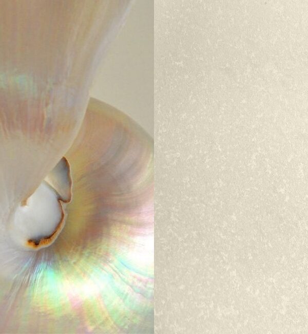 Close-up of a pearlescent nautilus shell with iridescent colors against a textured cream background.