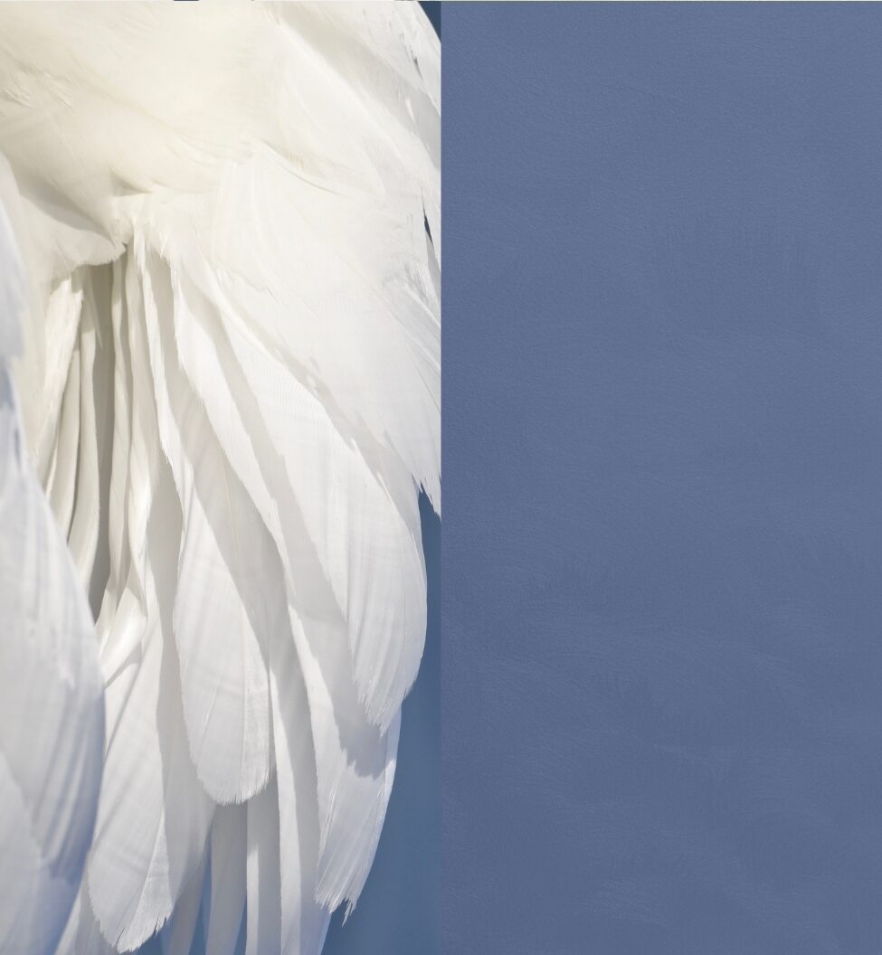 Close-up of white feathers against a textured blue background.